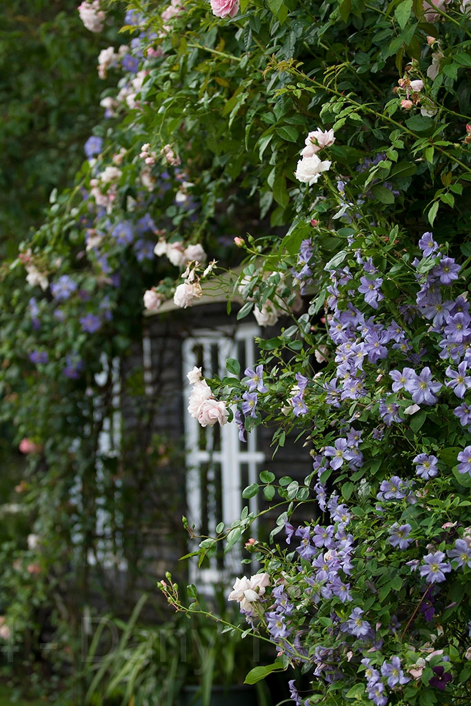 Clematis 'Prince Charles' 2014.jpg